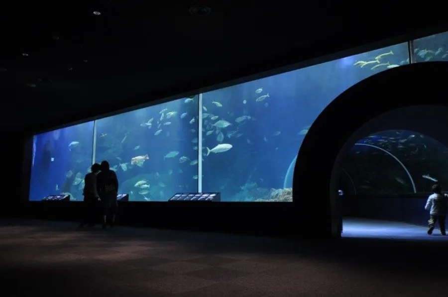 Niigata City Aquarium Marinepia Nihonkai: Chuyến phiêu lưu khám phá đại dương bí ẩn