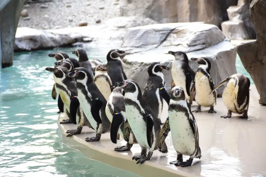 Niigata City Aquarium Marinepia Nihonkai - Niigata, Nhật Bản