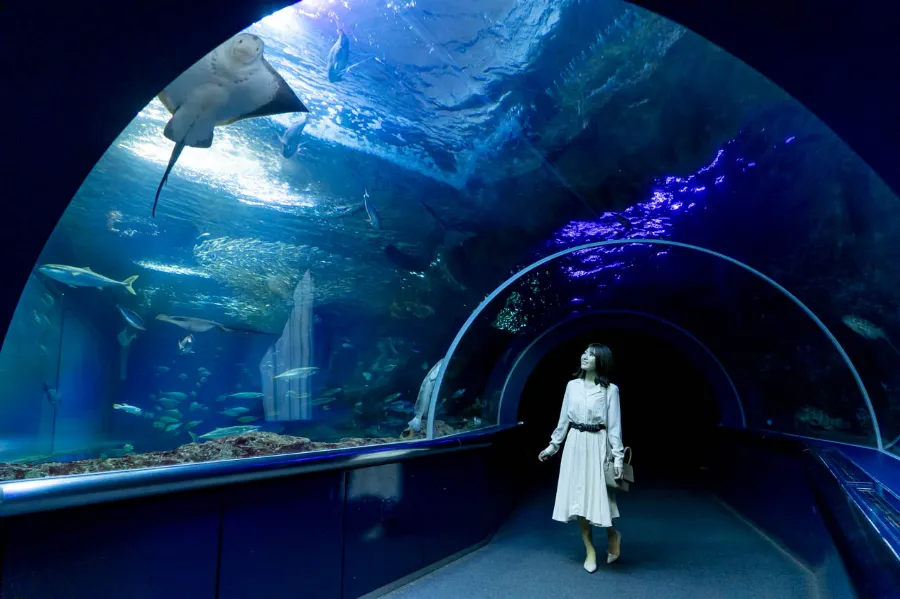 Niigata City Aquarium Marinepia Nihonkai - Niigata, Nhật Bản