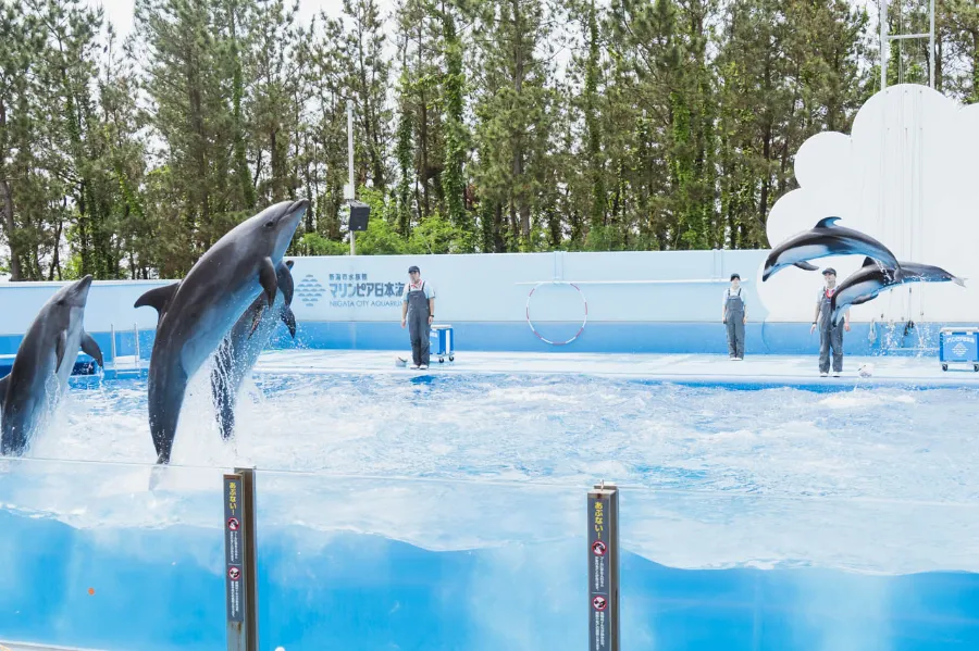 Niigata City Aquarium Marinepia Nihonkai - Niigata, Nhật Bản