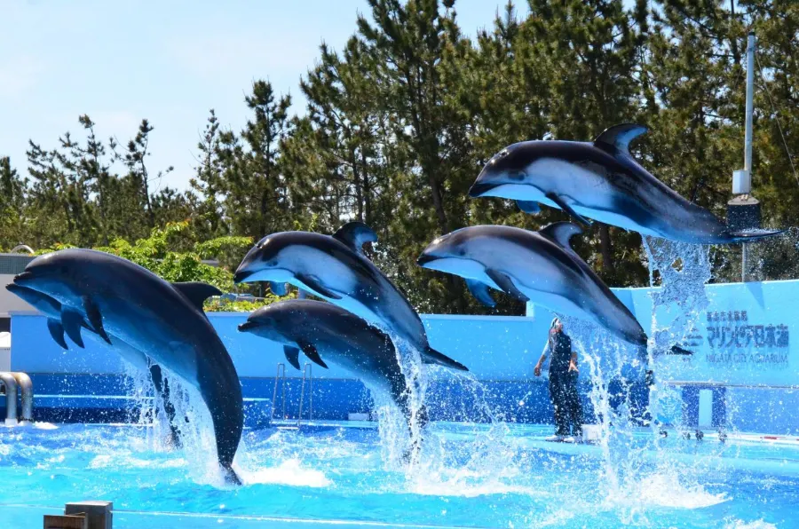 Niigata City Aquarium Marinepia Nihonkai - Niigata, Nhật Bản