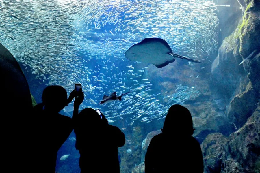 Niigata City Aquarium Marinepia Nihonkai - Niigata, Nhật Bản