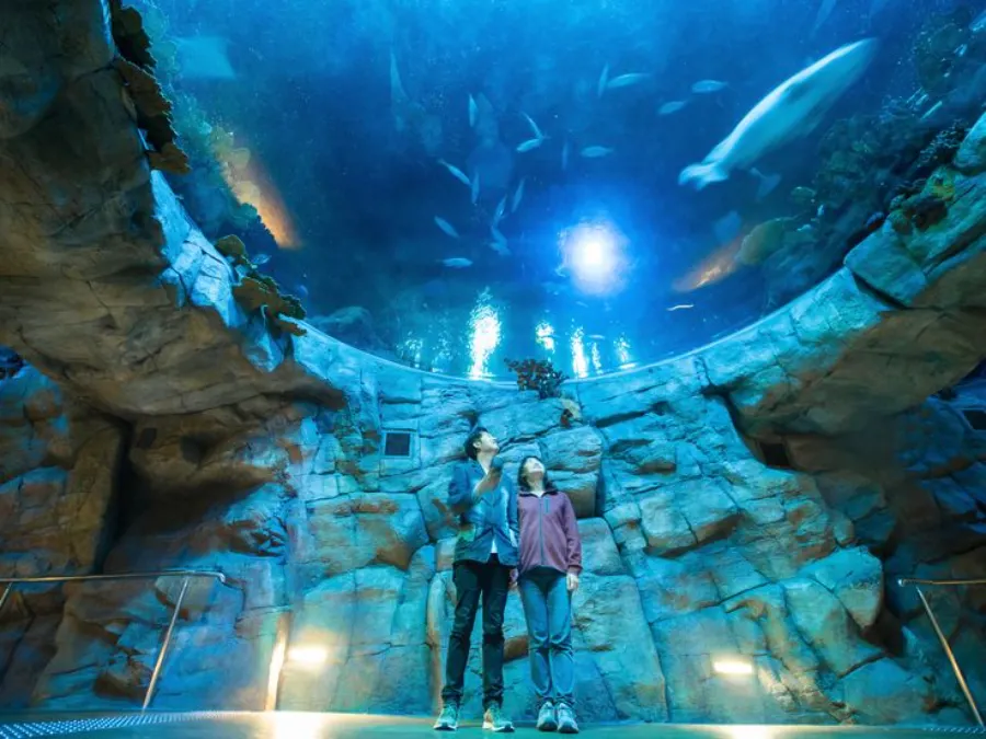 Niigata City Aquarium Marinepia Nihonkai - Niigata, Nhật Bản