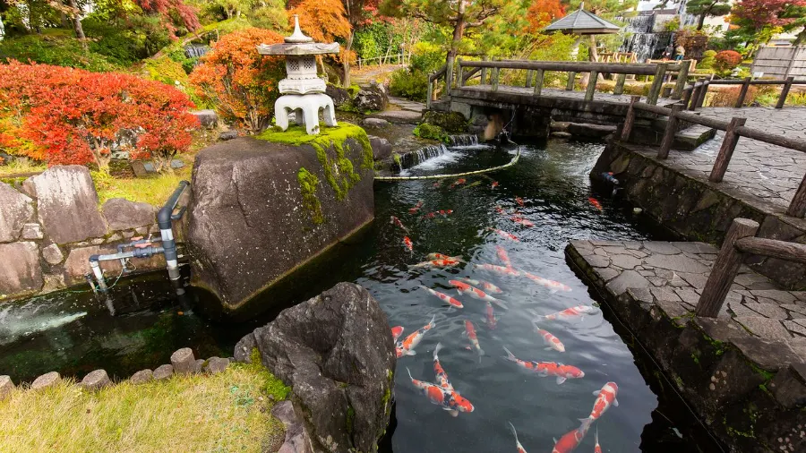 Top 20 địa điểm du lịch nổi bật tại Niigata Nhật Bản Nishikigoi Village | Địa điểm du lịch Niigata