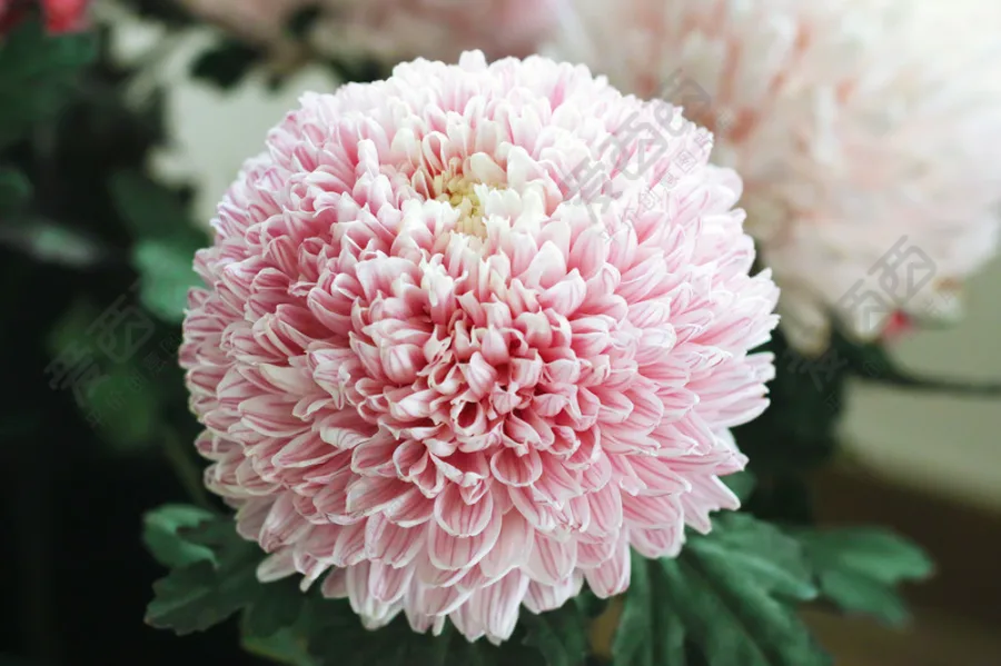 Hoa Cúc Nhật Bản: Biểu Tượng Rực Rỡ Của Tinh Thần Và Văn Hóa Hoa cúc Nhật Bản: 8 địa điểm ngắm hoa cúc tuyệt đẹp ở Nhật