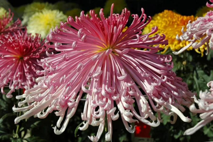 Hoa Cúc Nhật Bản: Biểu Tượng Rực Rỡ Của Tinh Thần Và Văn Hóa Hoa cúc Nhật Bản: 8 địa điểm ngắm hoa cúc tuyệt đẹp ở Nhật