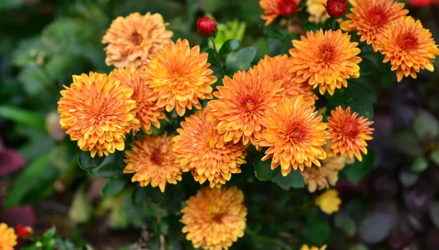 Hoa Cúc Nhật Bản: Biểu Tượng Rực Rỡ Của Tinh Thần Và Văn Hóa Hoa cúc Nhật Bản: 8 địa điểm ngắm hoa cúc tuyệt đẹp ở Nhật
