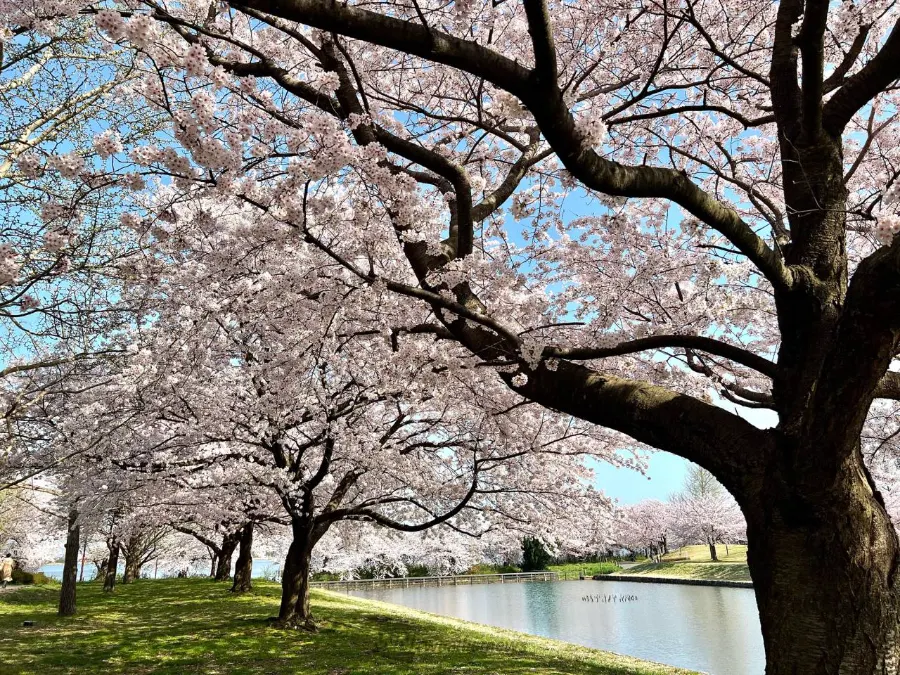 Toyanogata Park | Địa điểm du lịch Niigata