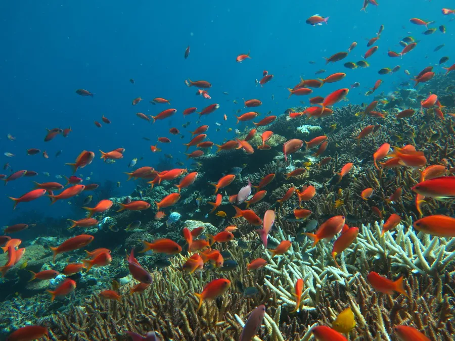 Trải nghiệm lặn biển ngắm san hô | Đảo Miyakojima, Okinawa