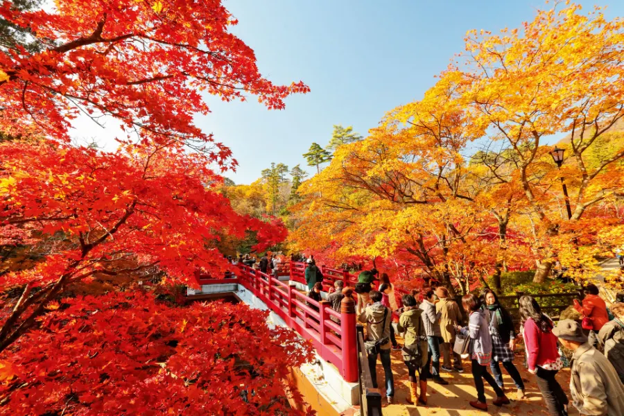 Top 20 địa điểm du lịch nổi bật tại Niigata Nhật Bản Yahiko Park | Địa điểm du lịch Niigata