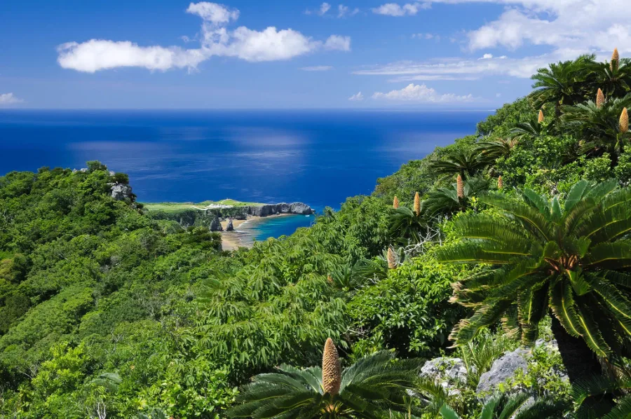 Đi bộ trong rừng Yanbaru | Du Lịch Nago, Okinawa