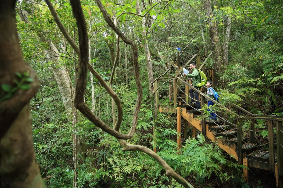 Đi bộ trong rừng Yanbaru | Du Lịch Nago, Okinawa