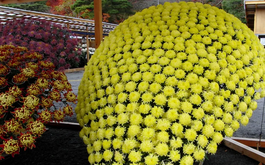 Hoa Cúc Nhật Bản: Biểu Tượng Rực Rỡ Của Tinh Thần Và Văn Hóa Hoa cúc Nhật Bản: 8 địa điểm ngắm hoa cúc tuyệt đẹp ở Nhật