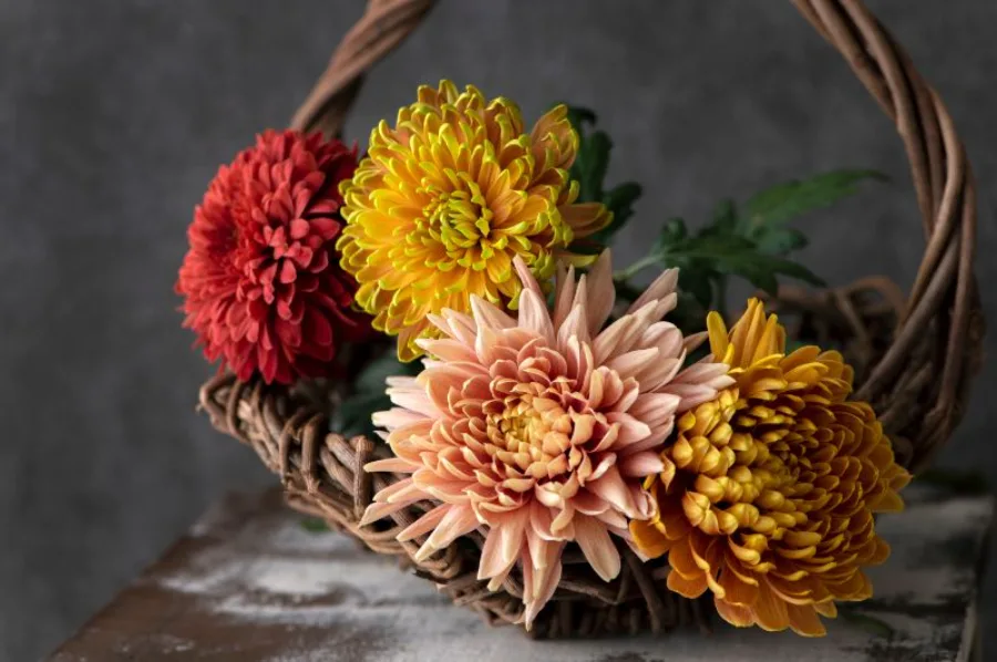 Hoa Cúc Nhật Bản: Biểu Tượng Rực Rỡ Của Tinh Thần Và Văn Hóa Hoa cúc Nhật Bản: 8 địa điểm ngắm hoa cúc tuyệt đẹp ở Nhật