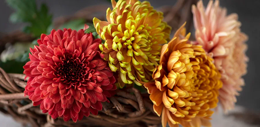 Hoa Cúc Nhật Bản: Biểu Tượng Rực Rỡ Của Tinh Thần Và Văn Hóa Hoa cúc Nhật Bản: 8 địa điểm ngắm hoa cúc tuyệt đẹp ở Nhật