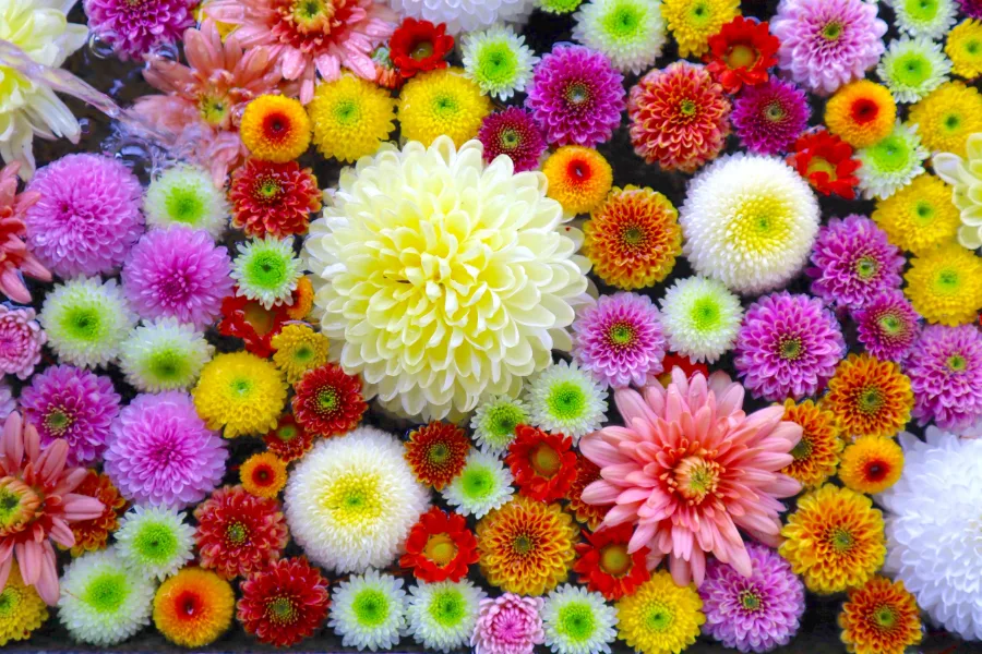 Hoa Cúc Nhật Bản: Biểu Tượng Rực Rỡ Của Tinh Thần Và Văn Hóa Hoa cúc Nhật Bản: 8 địa điểm ngắm hoa cúc tuyệt đẹp ở Nhật