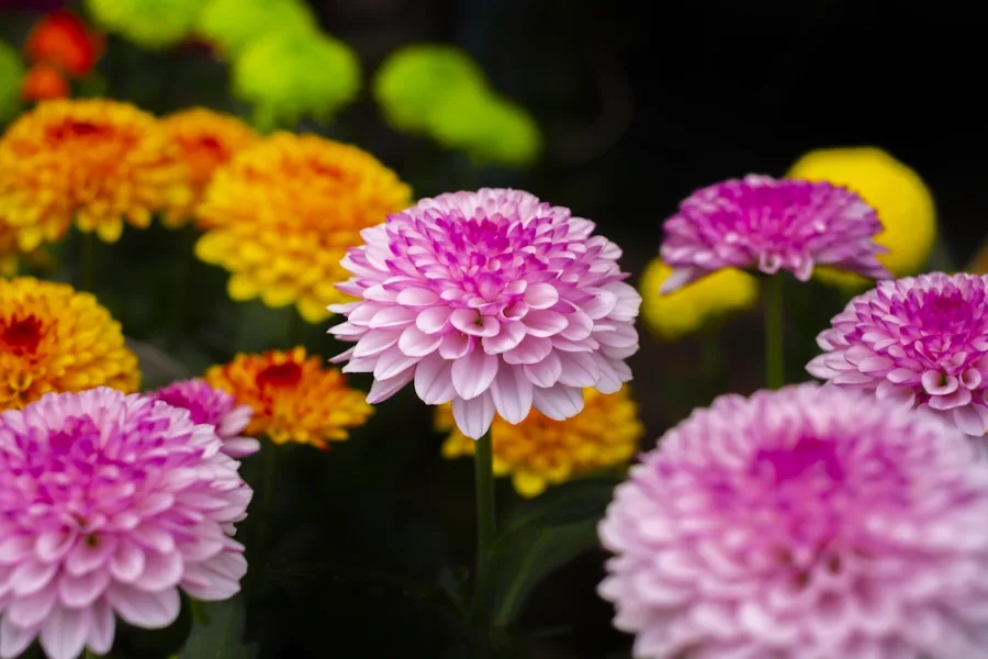 Hoa cúc Nhật Bản | Các loài hoa Nhật Bản nổi tiếng nhất