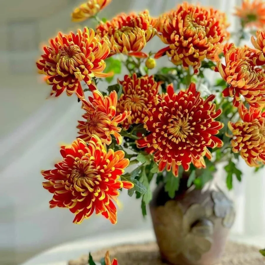 Hoa cúc Nhật Bản | Các loài hoa Nhật Bản nổi tiếng nhất