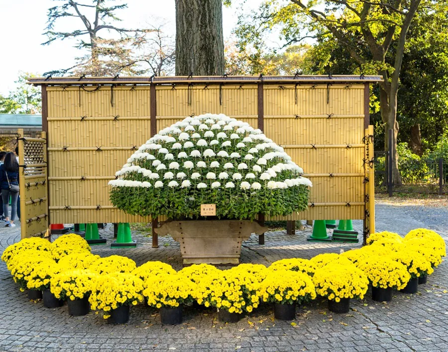 Hoa Cúc Nhật Bản: Biểu Tượng Rực Rỡ Của Tinh Thần Và Văn Hóa Hoa cúc Nhật Bản: 8 địa điểm ngắm hoa cúc tuyệt đẹp ở Nhật