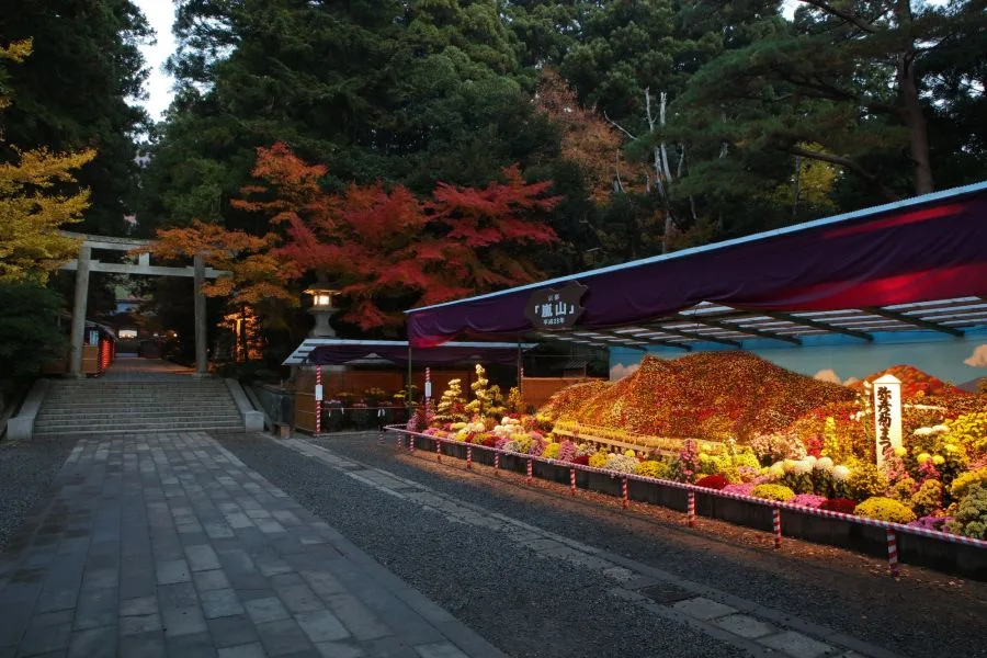 Hoa Cúc Nhật Bản: Biểu Tượng Rực Rỡ Của Tinh Thần Và Văn Hóa Hoa cúc Nhật Bản: 8 địa điểm ngắm hoa cúc tuyệt đẹp ở Nhật