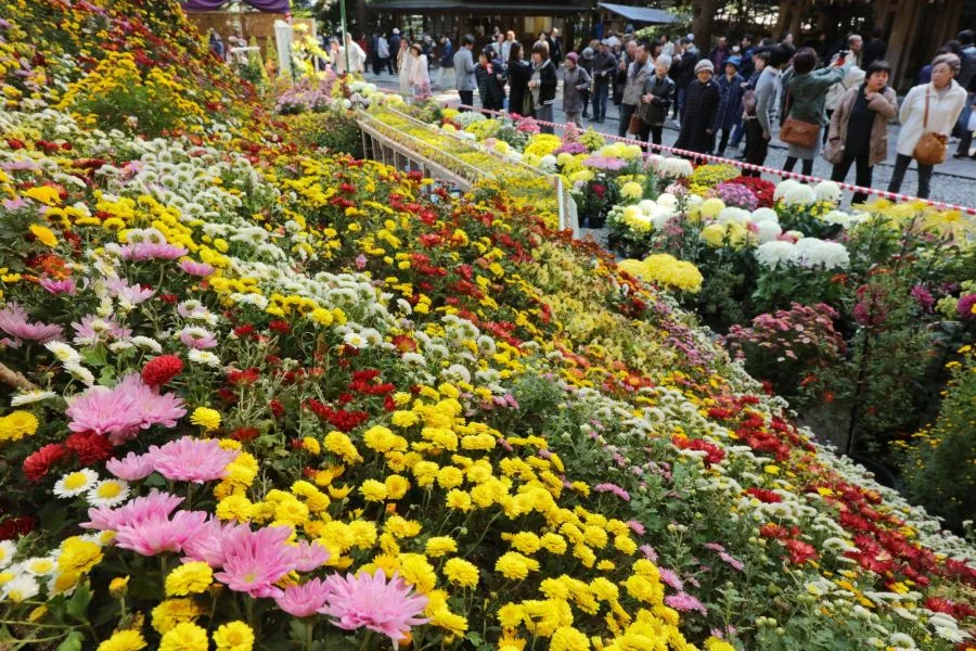 Hoa Cúc Nhật Bản: Biểu Tượng Rực Rỡ Của Tinh Thần Và Văn Hóa Hoa cúc Nhật Bản: 8 địa điểm ngắm hoa cúc tuyệt đẹp ở Nhật