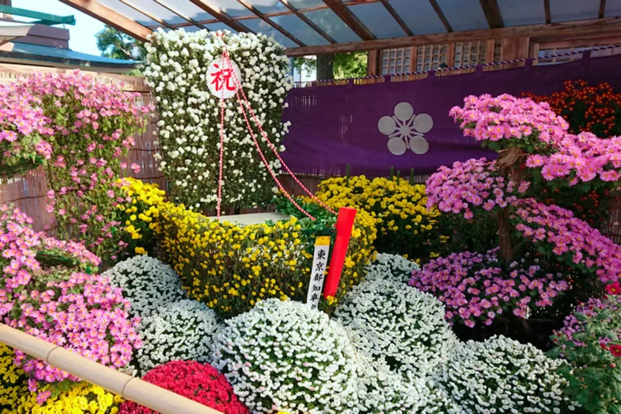 Hoa Cúc Nhật Bản: Biểu Tượng Rực Rỡ Của Tinh Thần Và Văn Hóa Hoa cúc Nhật Bản: 8 địa điểm ngắm hoa cúc tuyệt đẹp ở Nhật