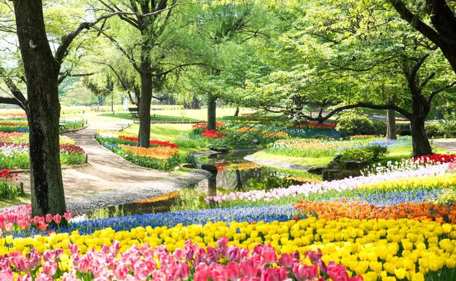 Hoa Cúc Nhật Bản: Biểu Tượng Rực Rỡ Của Tinh Thần Và Văn Hóa Hoa cúc Nhật Bản: 8 địa điểm ngắm hoa cúc tuyệt đẹp ở Nhật