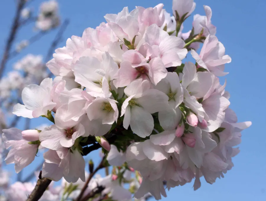 Amagi Yoshino (天城吉野) | Các loại hoa anh đào Nhật Bản