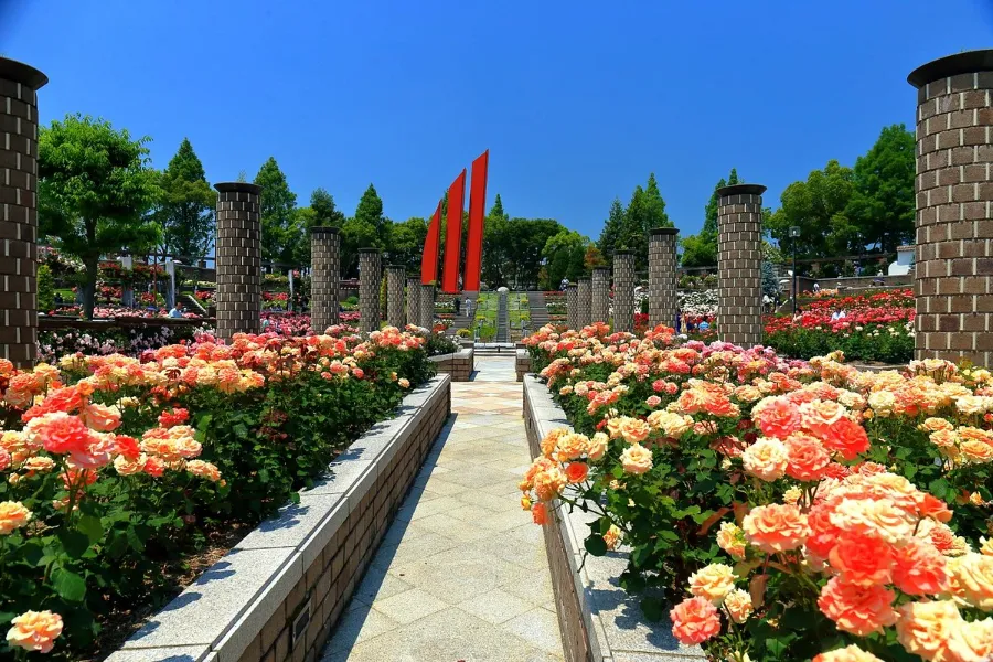 Vườn hoa hồng Aramaki | Hoa hồng Nhật Bản