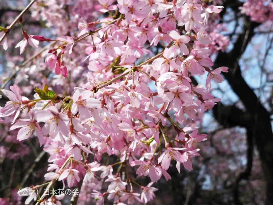 Beni-shidare (紅枝垂) | Các loại hoa anh đào Nhật Bản