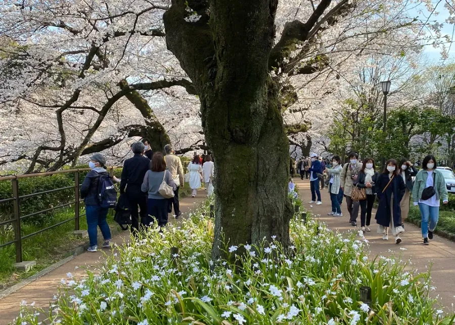 Đại lộ Chidorigafuchi | Ngắm hoa anh đào ở Tokyo