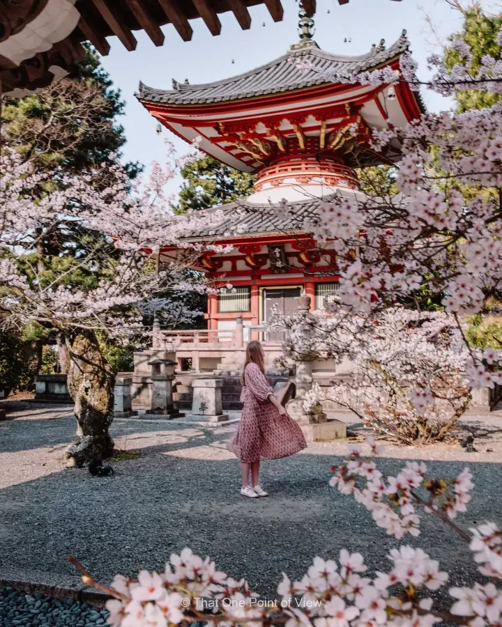 Chùa Chion-in | Hoa anh đào ở Kyoto
