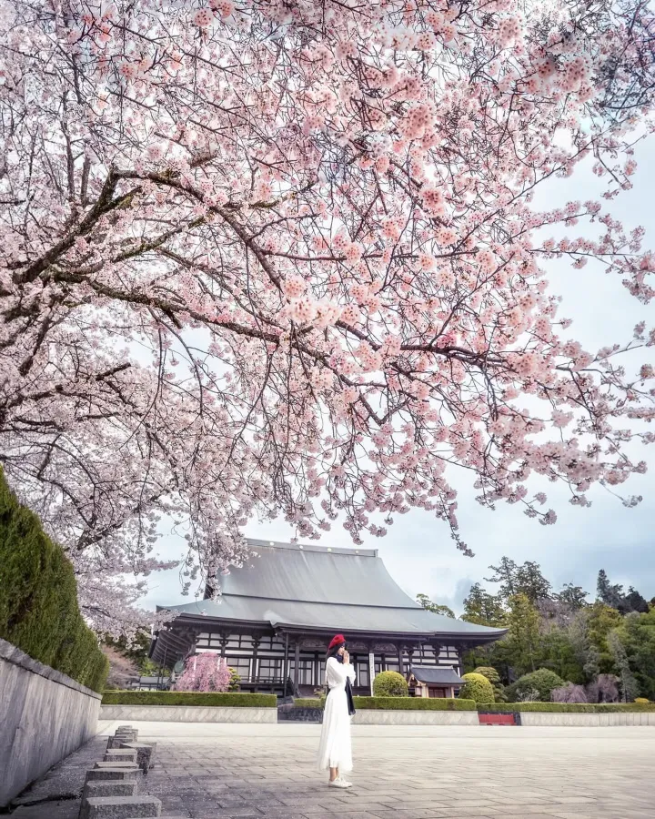 Chùa Daijuji | Địa điểm ngắm hoa anh đào ở Okazaki