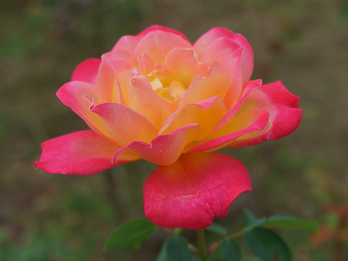 Eiko | Hoa hồng Nhật Bản