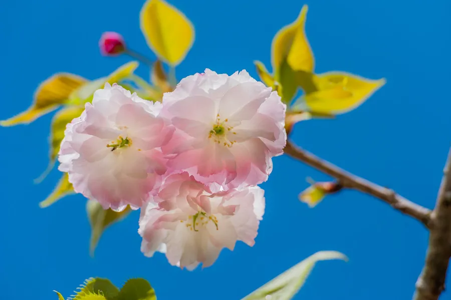 Fugenzo (普賢象) | Các loại hoa anh đào Nhật Bản