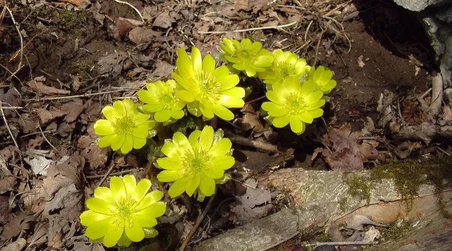 Khám phá 27 vườn hoa đẹp nhất Nhật Bản Núi Fujiwara | Vườn hoa đẹp nhất Nhật Bản