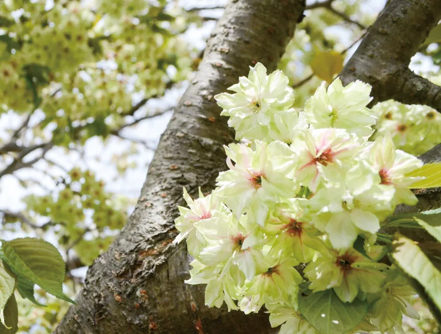 Gioiko (御衣黄) | Các loại hoa anh đào Nhật Bản