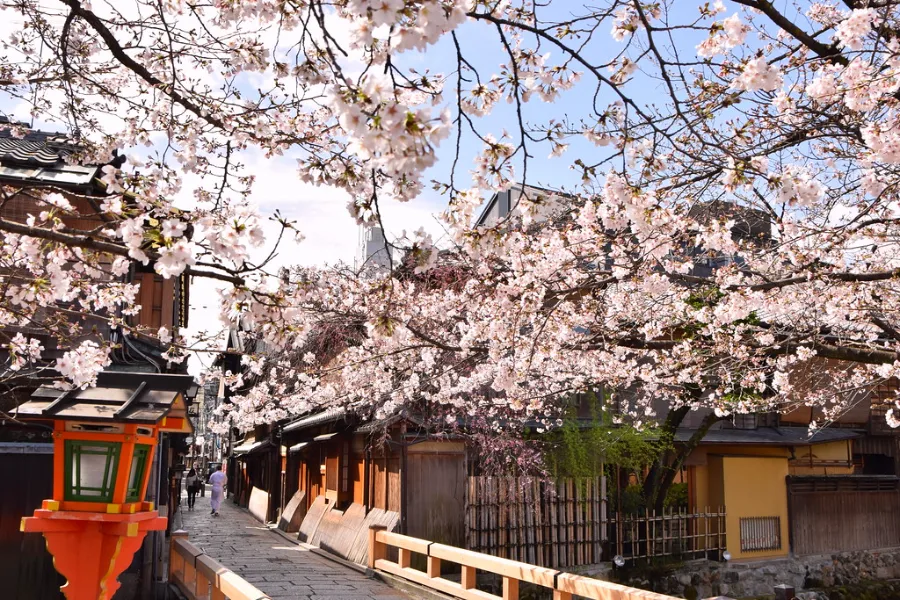 Gion Shirakawa | Hoa anh đào ở Kyoto