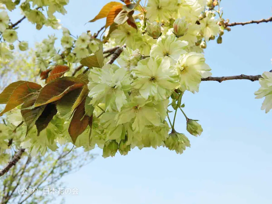 Gyoiko (御衣黄) | Các loại hoa anh đào Nhật Bản