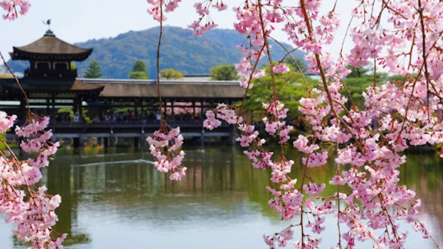 Heian Shrine Garden South | Hoa anh đào ở Kyoto