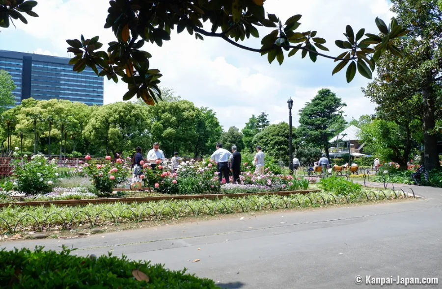 Công viên Hibiya | Hoa hồng Nhật Bản