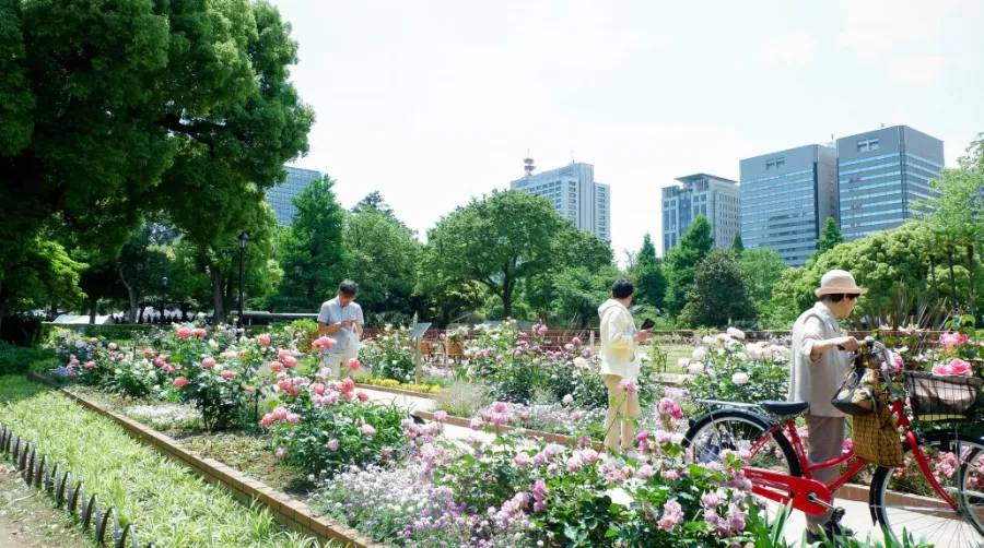 Công viên Hibiya | Hoa hồng Nhật Bản