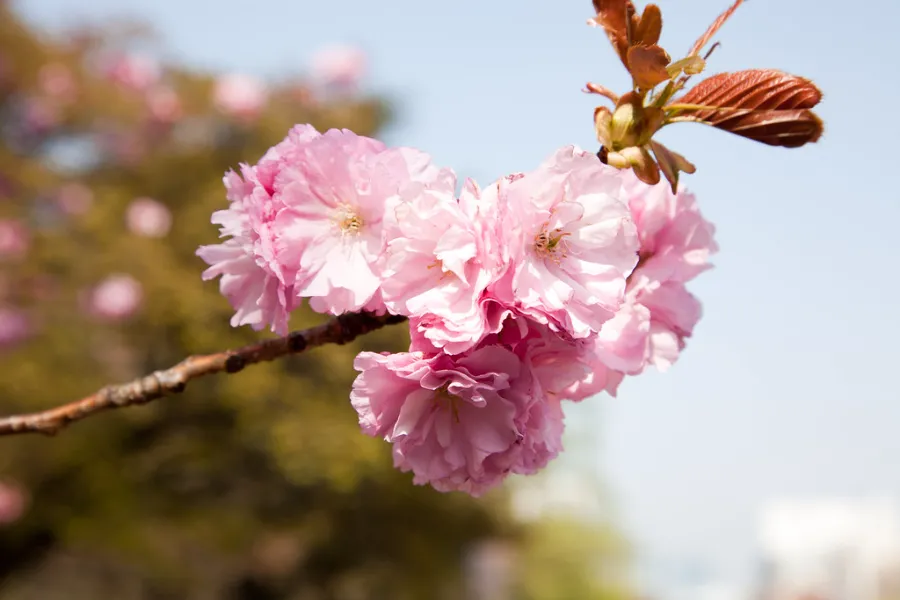 Ichiyo (一葉) | Các loại hoa anh đào Nhật Bản