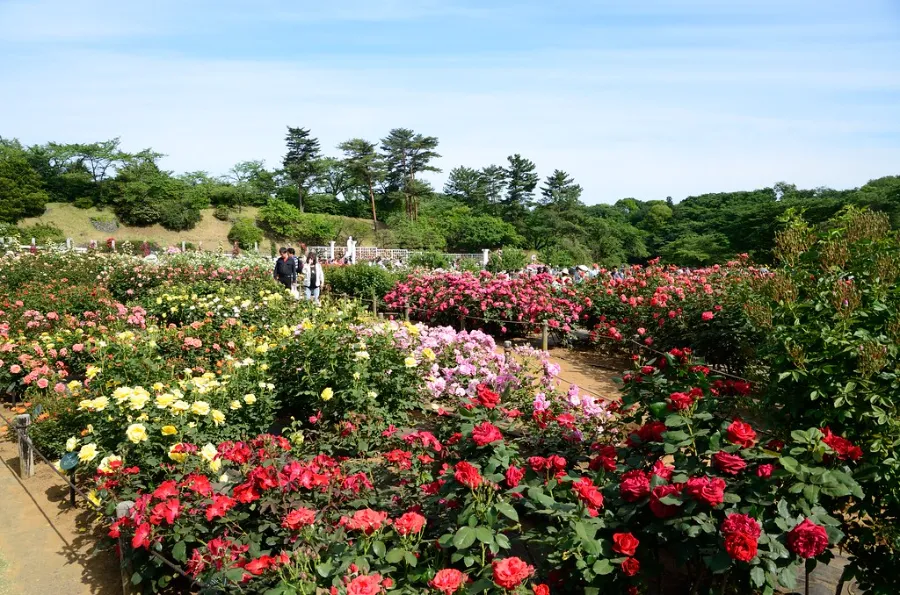 Vườn hồng Ikuta Ryokuchi | Hoa hồng Nhật Bản