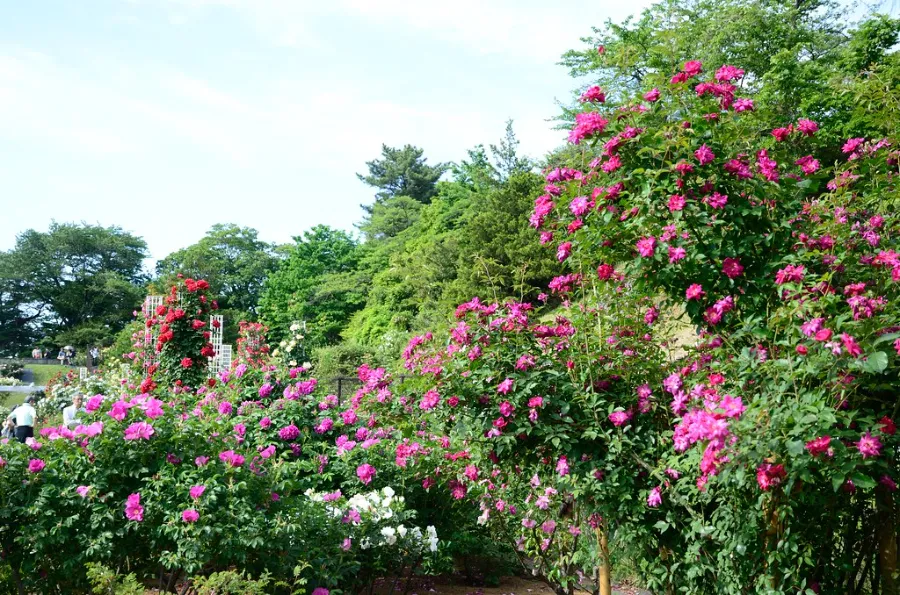 Vườn hồng Ikuta Ryokuchi | Hoa hồng Nhật Bản