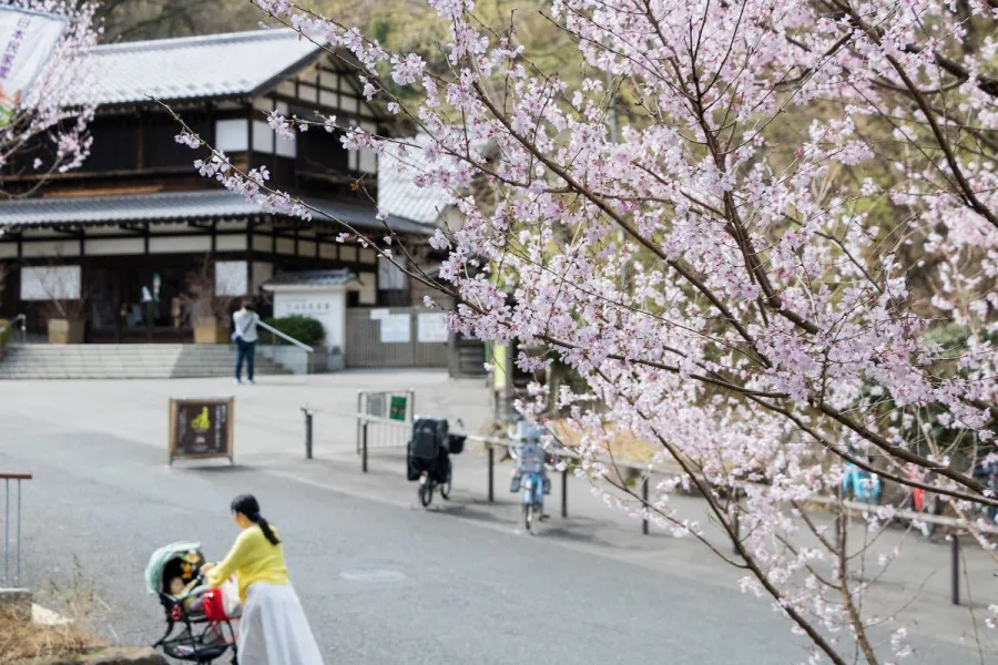 Top 15 địa điểm ngắm hoa anh đào ở Kanagawa Công viên Ikuta Ryokuchi