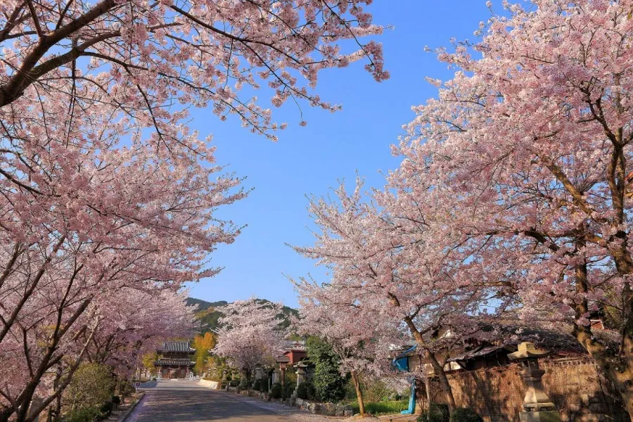 Núi Ishizuchi (Ehime) | Vườn hoa anh đào Nhật Bản