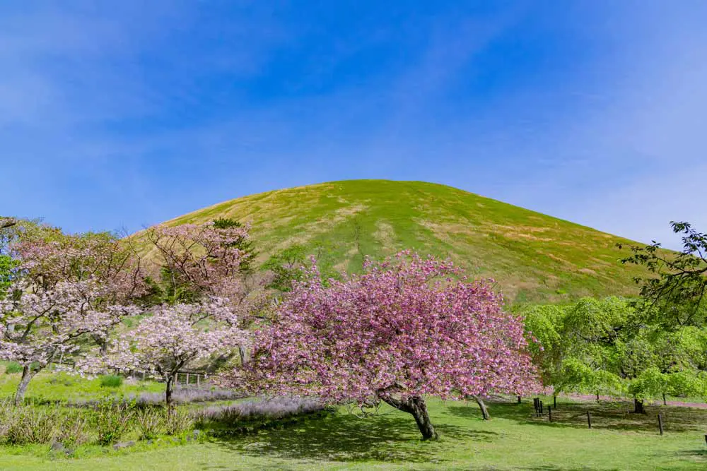 Địa điểm ngắm hoa anh đào Kawazu Nhật Bản