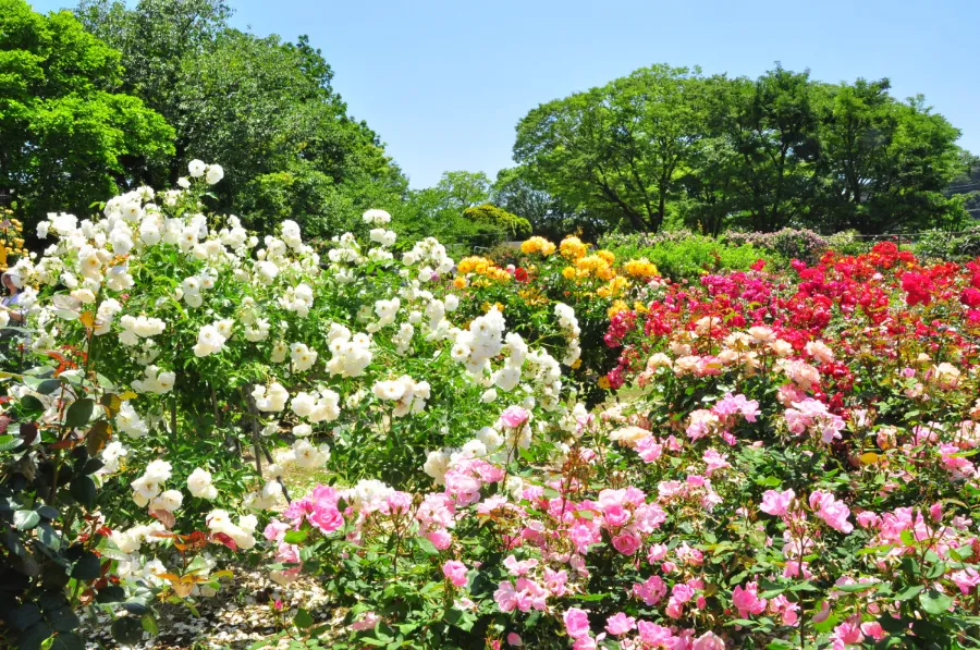 Top 15 địa điểm ngắm hoa anh đào ở Kanagawa Công viên Kanagawa Prefectural Ofuna Chuo | Ngắm hoa anh đào ở Kanagawa