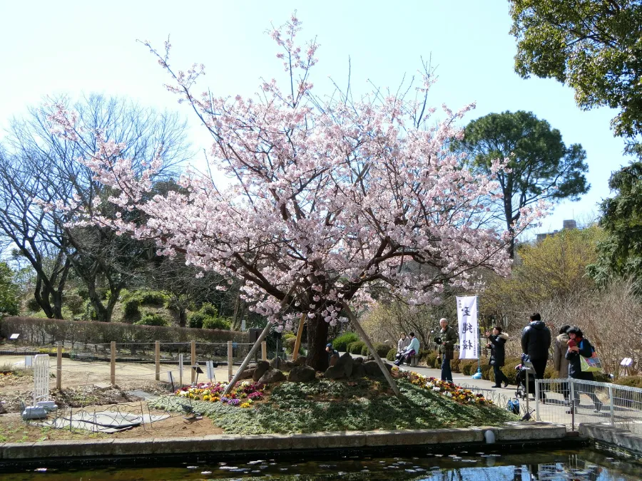 Top 15 địa điểm ngắm hoa anh đào ở Kanagawa Công viên Kanagawa Prefectural Ofuna Chuo | Ngắm hoa anh đào ở Kanagawa